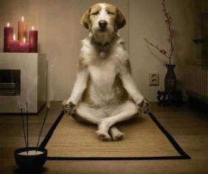 dog-meditating-300x251