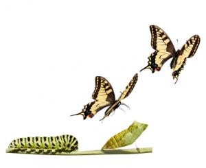 transition-activity-day-e1450092793919-300x245