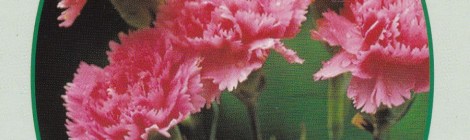 Spiritual Energy Guidance forthe Week