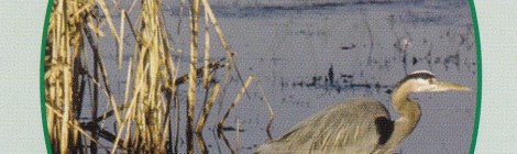 Weekly Spiritual Energy for July 31 - August 6th