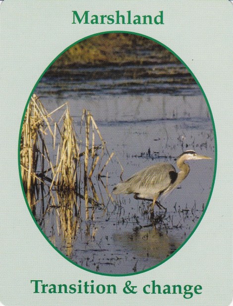 Weekly Spiritual Energy for July 31 - August 6th