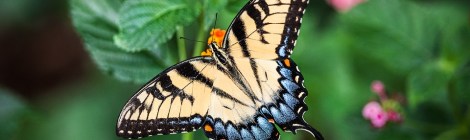 Monthly Spiritual Energy Guidance for June 2019