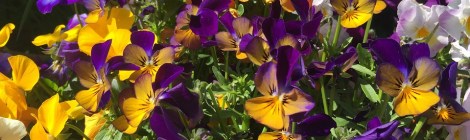 Monthly Spiritual Energy for July 2019 - by Lady Dyanna