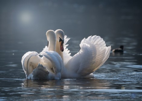 swan-4013225_960_720