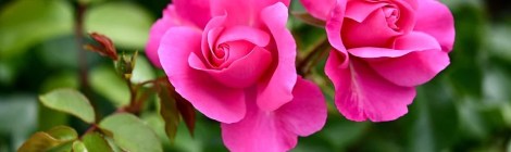 Weekly Spiritual Energy Guidance July 20, 2020 - July 26, 2020