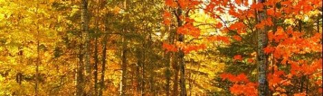 WEEKLY SPIRITUAL ENERGY- November 9, 2020 - November 15, 2020, by Lady Dyanna