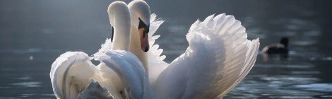 WEEKLY SPIRITUAL ENERGY- February 8, 2021 - February 14, 2021