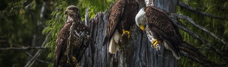 WEEKLY SPIRITUAL ENERGY- May 24, 2021 - May 30, 2021, by Lady Dyanna