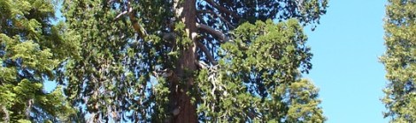 WEEKLY SPIRITUAL ENERGY- May 17, 2021 - May 23, 2021, by Lady Dyanna