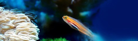 WEEKLY SPIRITUAL ENERGY- July 12, 2021 - July 18,2021