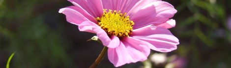 WEEKLY SPIRITUAL ENERGY- July 19, 2021 - July 25, 2021, by Lady Dyanna