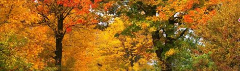 WEEKLY SPIRITUAL ENERGY- October 25, 2021 - October 31, 2021, by Lady Dyanna