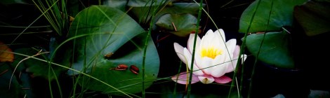 WEEKLY SPIRITUAL ENERGY- October 18, 2021 - October 24, 2021, by Lady Dyanna