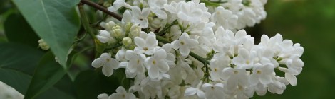 WEEKLY SPIRITUAL ENERGY-February 7, 2022 - February 13, 2022, by Lady Dyanna