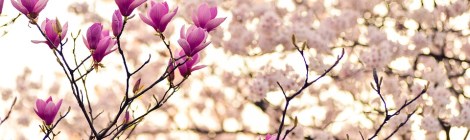 WEEKLY SPIRITUAL ENERGY-February 20, 2022 - February 27, 2022, by Lady Dyanna