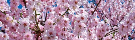 WEEKLY SPIRITUAL ENERGY-March 21, 2022 - March 27, 2022, by Lady Dyanna