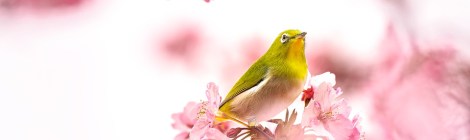 WEEKLY SPIRITUAL ENERGY-April 18, 2022 - April 24, 2022, by Lady Dyanna