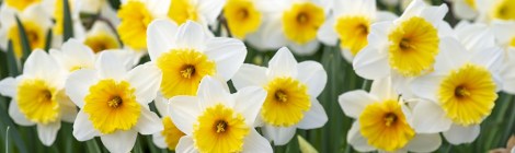 WEEKLY SPIRITUAL ENERGY-April 25, 2022 - May 1, 2022, by Lady Dyanna