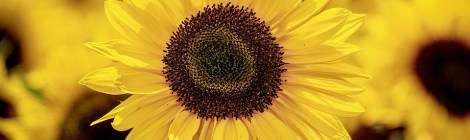 WEEKLY SPIRITUAL ENERGY-July 4, 2022 - July 10, 2022, by Lady Dyanna