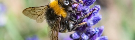 WEEKLY SPIRITUAL ENERGY-July 11, 2022 - July 17, 2022, by Lady Dyanna