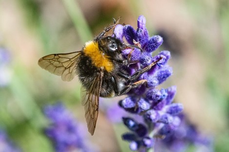 WEEKLY SPIRITUAL ENERGY-July 11, 2022 - July 17, 2022, by Lady Dyanna