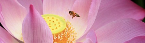 WEEKLY SPIRITUAL ENERGY-August 1, 2022 - August 7, 2022, by Lady Dyanna