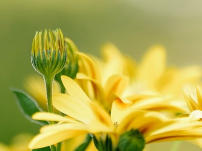 WEEKLY SPIRITUAL ENERGY-August 8, 2022 - August 14, 2022, by Lady Dyanna