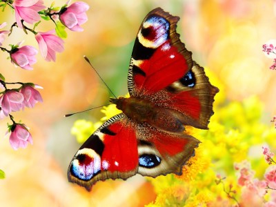 WEEKLY SPIRITUAL ENERGY-August 29, 2022 - September 4, 2022, by Lady Dyanna