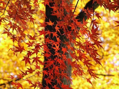 WEEKLY SPIRITUAL ENERGY-September 19, 2022 - September 25, 2022, by Lady Dyanna