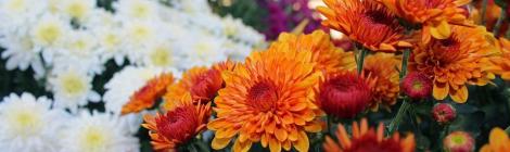 WEEKLY SPIRITUAL ENERGY-September 5, 2022 - September 11, 2022, by Lady Dyanna