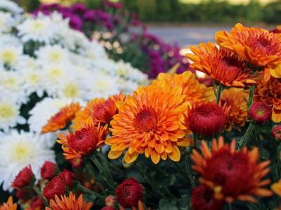 WEEKLY SPIRITUAL ENERGY-September 5, 2022 - September 11, 2022, by Lady Dyanna