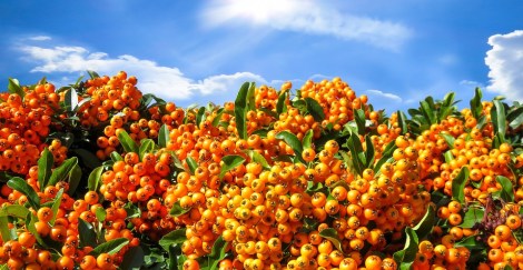 WEEKLY SPIRITUAL ENERGY- October 10, 2022 - October 16, 2022, by Lady Dyanna