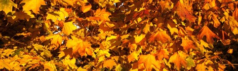 WEEKLY SPIRITUAL ENERGY- October 31, 2022 - November 6, 2022, by Lady Dyanna