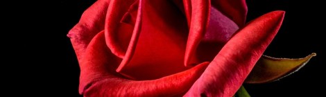 Happy Valentine's Day