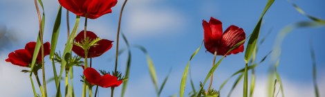 WEEKLY SPIRITUAL ENERGY-May 22, 2023 - May 28, 2023, by Lady Dyanna