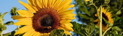 WEEKLY SPIRITUAL ENERGY- July 24, 2023 - July 30, 2023, by Lady Dyanna