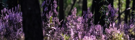 WEEKLY SPIRITUAL ENERGY- September 11, 2023 - September 17, 2023, by Lady Dyanna