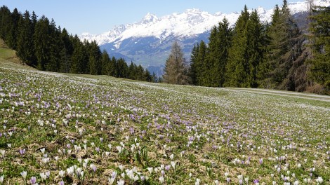 WEEKLY SPIRITUAL ENERGY- April 1, 2024 - April 7, 2024  by Lady Dyanna