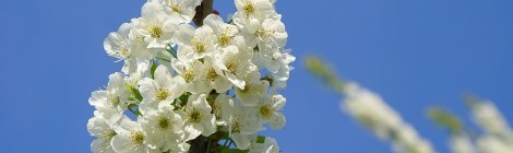 WEEKLY SPIRITUAL ENERGY- April 15-21, 2024 by Lady Dyanna