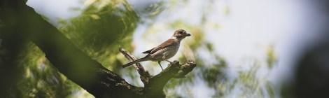 WEEKLY SPIRITUAL ENERGY- May 27 - June 2, 2024 by Lady Dyanna