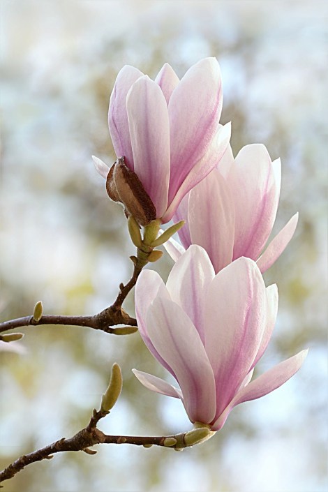 WEEKLY SPIRITUAL ENERGY- May 6 - May 12, 2024  by Lady Dyanna