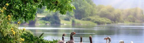 WEEKLY SPIRITUAL ENERGY- July 29 - August 4, 2024, by Lady Dyanna