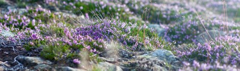 WEEKLY SPIRITUAL ENERGY- August 19 - August 25, 2024, by Lady Dyanna