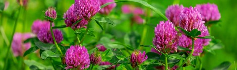 WEEKLY SPIRITUAL ENERGY- August 26 - September 1, 2024, by Lady Dyanna