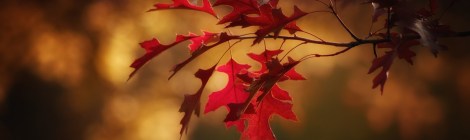 WEEKLY SPIRITUAL ENERGY- September 23 - September 29, 2024, by Lady Dyanna