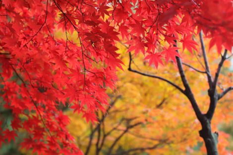 WEEKLY SPIRITUAL ENERGY- October 14 - October 20, 2024, by Lady Dyanna