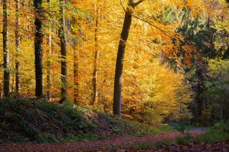 WEEKLY SPIRITUAL ENERGY- October 7 - October 13, 2024, by Lady Dyanna