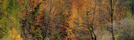 WEEKLY SPIRITUAL ENERGY- October 14 - October 20, 2024, by Lady Dyanna