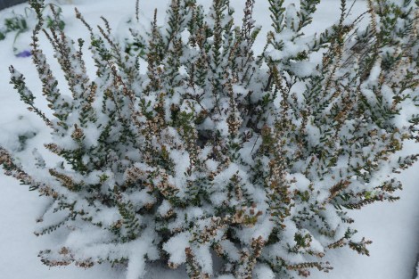 WEEKLY SPIRITUAL ENERGY- January 27, 2025 - February 2, 2025, by Lady Dyanna