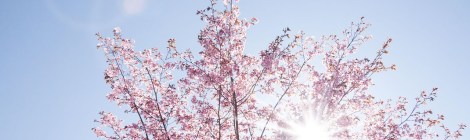 WEEKLY SPIRITUAL ENERGY- April 27, 2025 – May 4, 2025, by Lady Dyanna